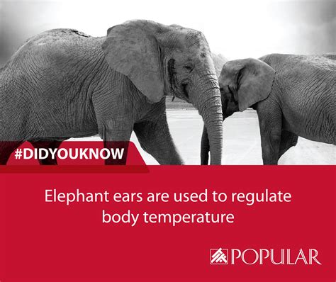 didyouknow‬ ever wondered why elephants have such huge ears ‪ ‎popularsingapore