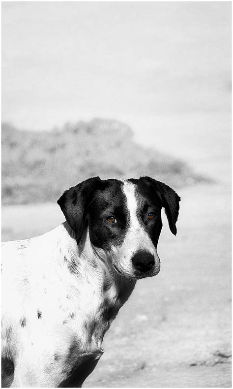 Stray Dog Animal Photography Doggies Deviantart Social Media