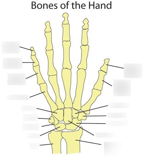 Hand Bones Diagram Diagram Quizlet