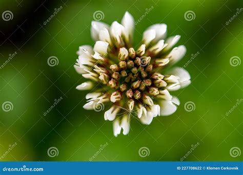 Trifolium Repens Flower In Meadow Macro Stock Photo Image Of Garden