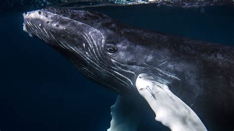 Whales Face New And Emerging Threats The Revelator