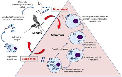 Life Cycle Of Leishmania Parasites Download Scientific Diagram