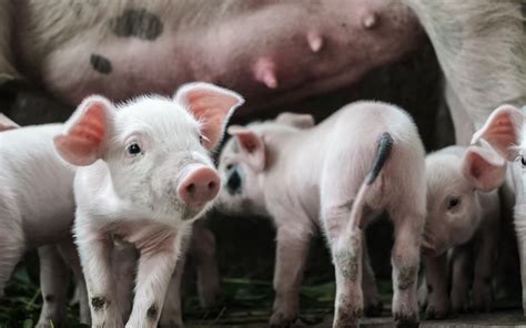 New Guide To Protecting Pork Export Businesses From The Asf Pandemic