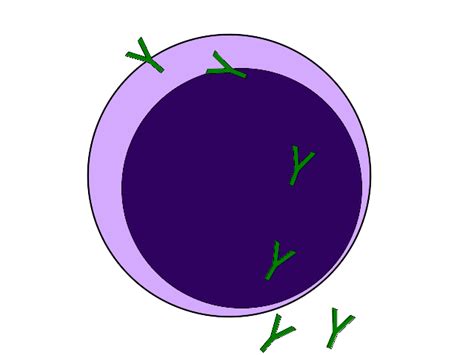 Lymphocyte B Andibody Green Secretetion Clip Art At Vector