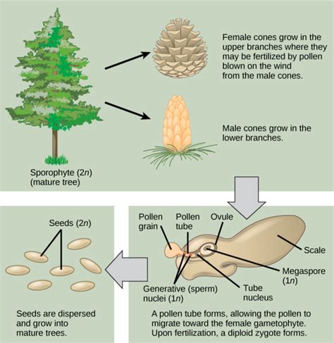 Pine Cone Life Cycle