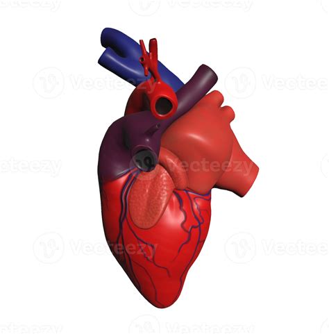Ilustração Minimalista Do Modelo 3d Do Coração Humano 15312030 Png