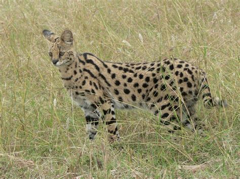 Serval Animal Info And Pictures All Wildlife Photographs