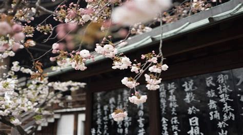 Sakura Una Bonita Leyenda Japonesa Sobre El Amor Verdadero Emigreat