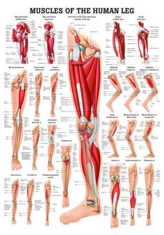 Tendons and ligaments are unique forms of connective tissue that are considered an integral part of the musculoskeletal system. human muscle anatomy diagram | Human Muscles Anatomy are ...