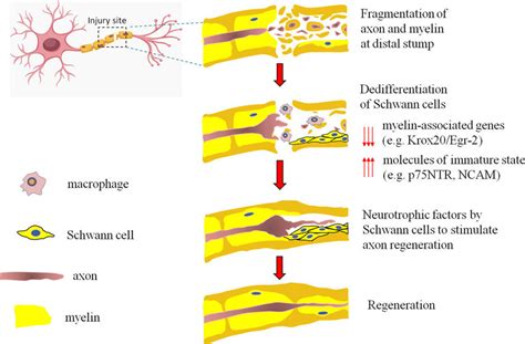 Schematic Showing An Overview Of Nerve Regeneration After Injury