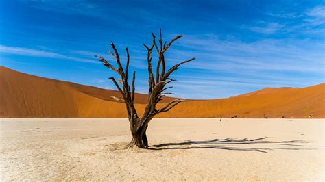 Tree Desert Dune Sand In Blue Sky Background 4k Hd Nature Wallpapers