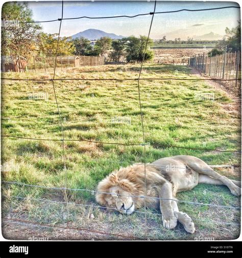 Sleeping Male Lion Hi Res Stock Photography And Images Alamy