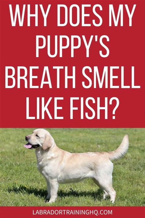 Why Does My Puppys Breath Smell Like Fish Should I Worry