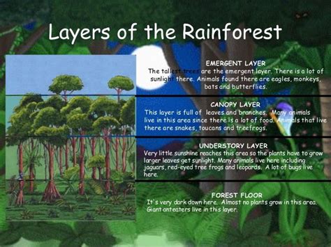Layers Of The Rainforest Emergent Layer The Tallest Trees Are The