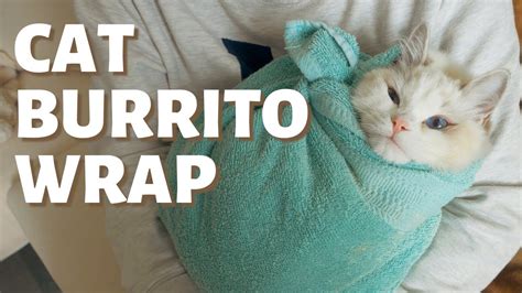How To Wrap A Cat In A Towel Burrito Wrap A Cat Youtube