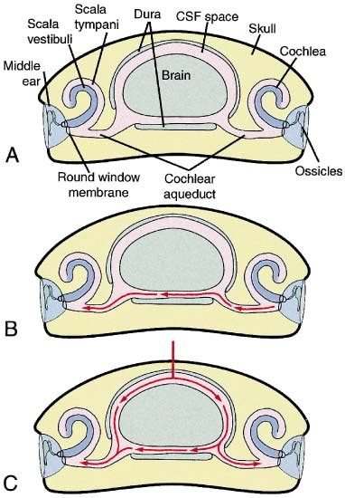 A A Schematic Of The Ear Anatomy Emphasizing The Connection Between