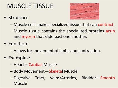Ppt Epithelial Cells Form Epithelial Tissue Powerpoint Presentation
