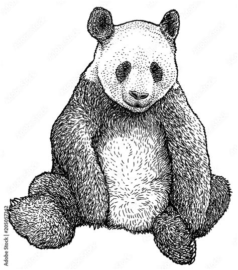 Giant Panda Illustration Drawing Engraving Ink Line Art Vector