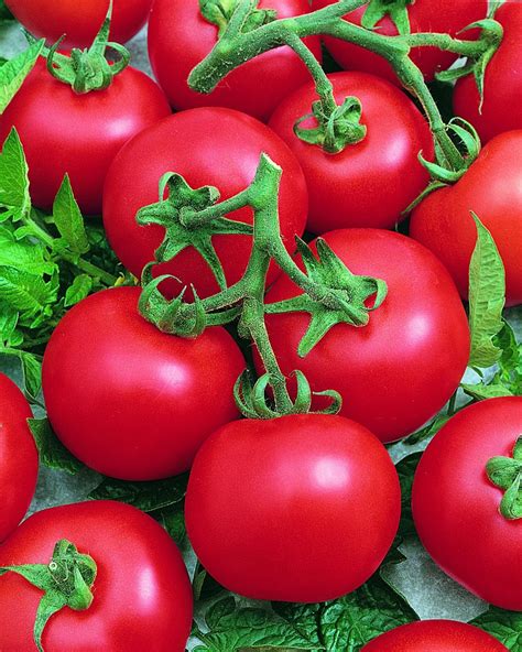 Short Season Tomato Varieties Hgtv