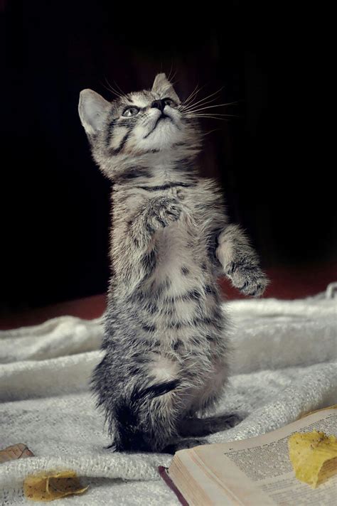 Kitten Standing On Hind Legs Smithsonian Photo Contest Smithsonian
