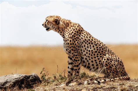 Profile Of Cheetah Sitting In Kenya Africa Stock Photo Image Of