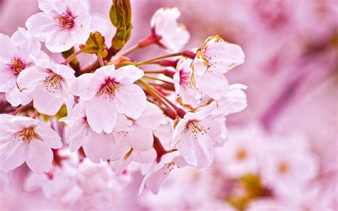Cherry Blossom Wallpaper Hd Funny And Amazing Images
