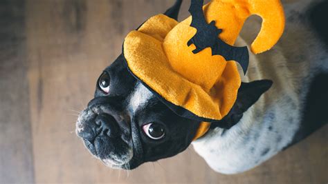 Read This Before Dressing Up Your Dog For Halloween