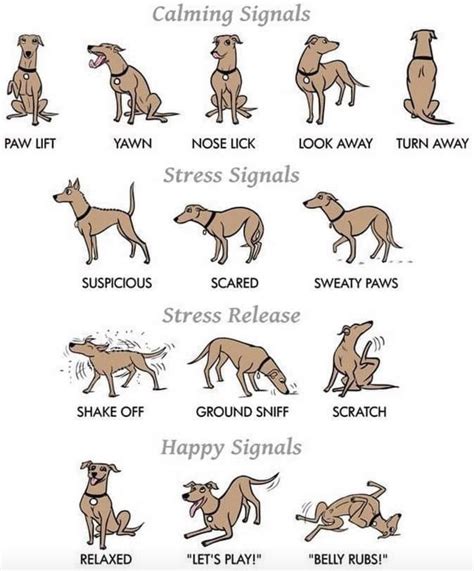 Parents Please Keep Observing Your Dogs Body Language As They