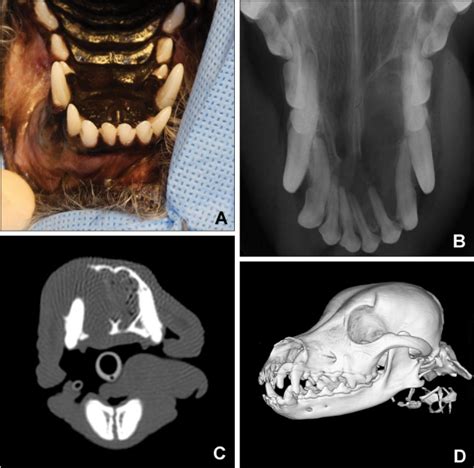 Clinical Signs And Histologic Findings In Dogs With Odontogenic Cysts