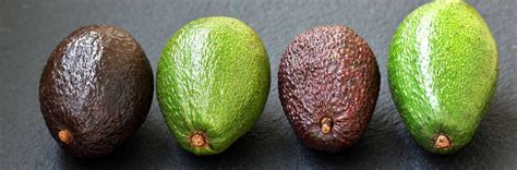 A tropical fruit with thick, dark green or purple skin, a large, round seed, and soft, pale…. Avocado Varieties