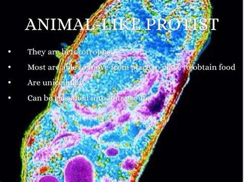 Plant cell walls are primarily dna replication only occurs before meiosis i. Protist+fungi by Laura Pike
