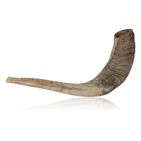 Traditional Kosher Natural Finish Rams Horn Shofar Pricepulse
