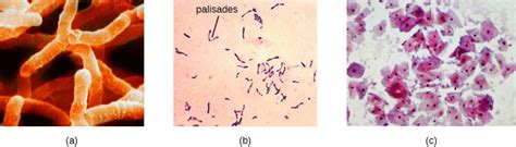 44 Gram Positive Bacteria Microbiology Canadian Edition