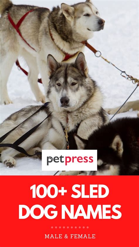 The Best Sled Dog Names 100 Ideas For Your Fur Ocious Friends