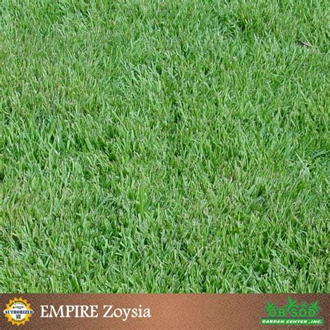 Empire Zoysia Tampa Bay Sod Zoysia Grass Sod Zoysia Sod