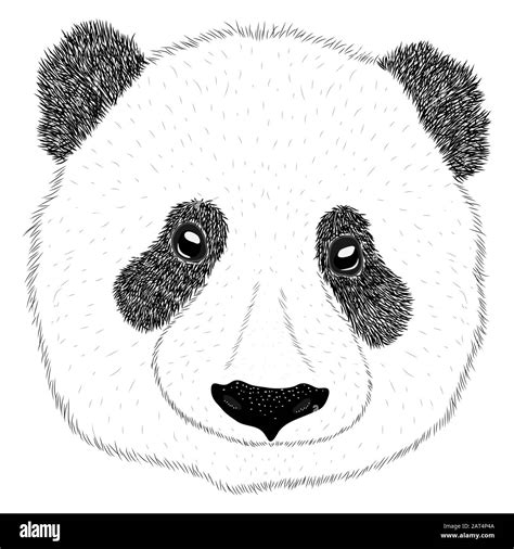 Panda Animal Cute Face Asian Panda Bear Head Portrait Realistic Fur