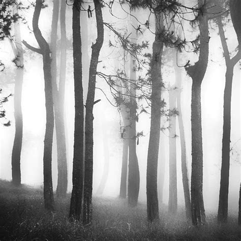 Misty Forest By Hengki24 On Deviantart
