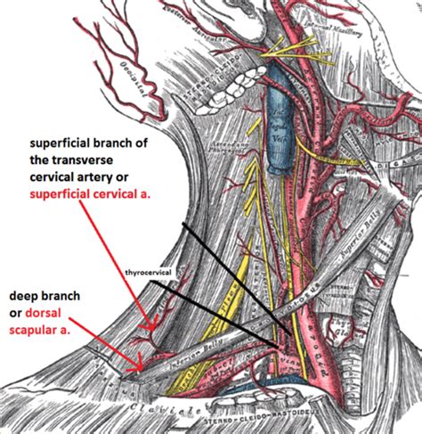 Subclavian Artery Branches Mnemonic