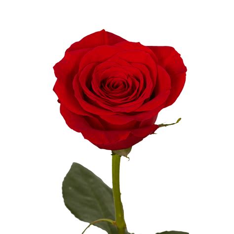 Single Rose Bouquets Free Valentines Day Delivery Globalrose