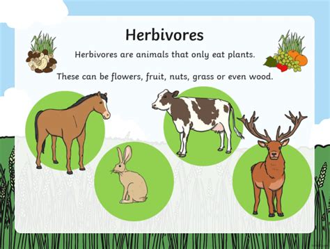 Herbivore Adaptations Animals Who Are Herbivores Wiki