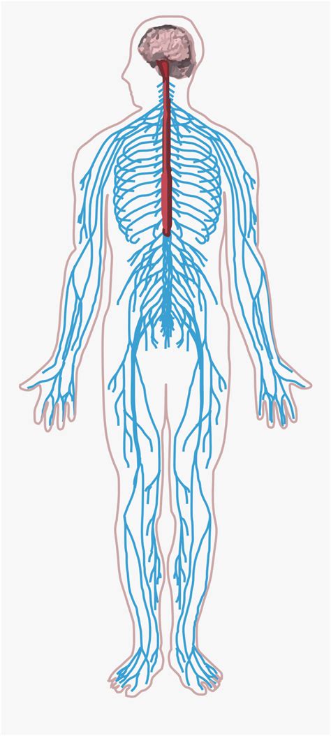 Diagram Of The Nervous System Clipart Etc