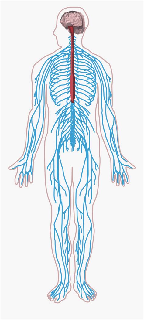 Human nervous system function and types with diagram. Nervous System Diagram - Central nervous system - The nervous system forms the major ...