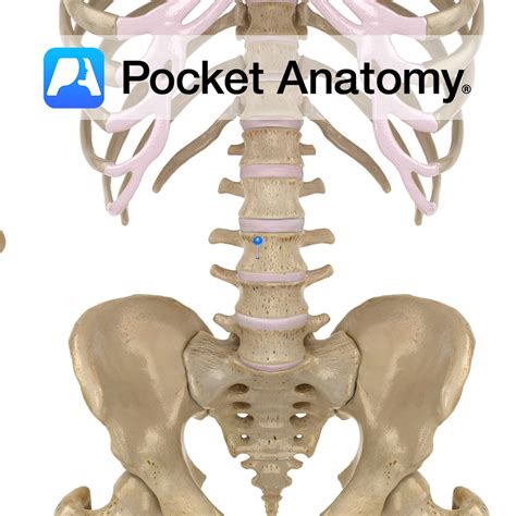 Lumbar Vertebra L3 Body Pocket Anatomy