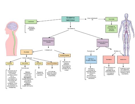 Mapa Conceptual De Sistema Nervioso Tados Sexiz Pix