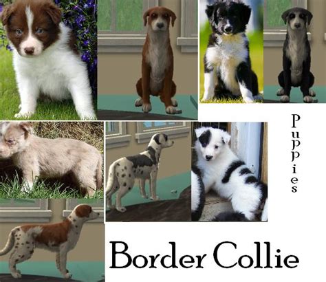 Mod The Sims Border Collie Puppies
