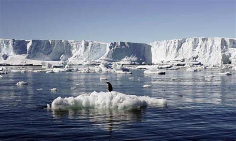 Global Warming Doubles Growth Rates Of Antarctic Seabeds Marine Fauna