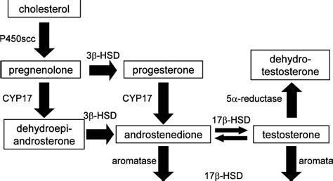 The Pathway Of Steroid Hormone Biosynthesis Download Scientific Diagram