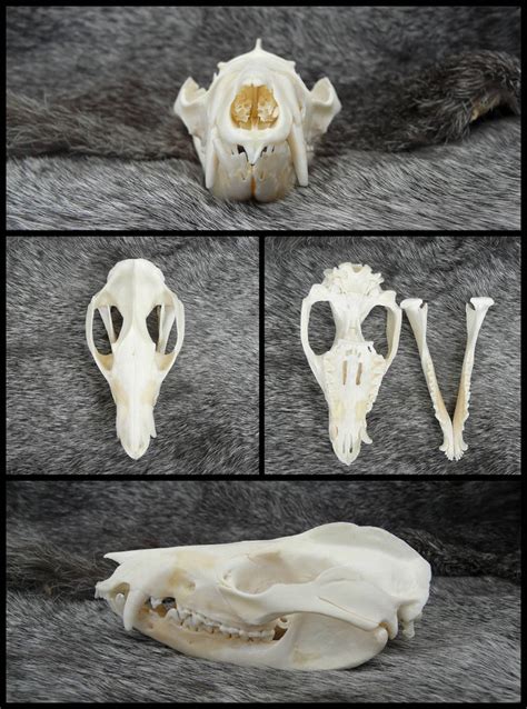 Opossum Skull By Cabinetcuriosities On Deviantart