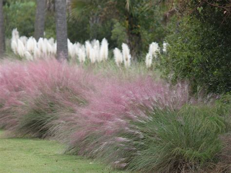 Growing Ornamental Grasses Learn More About Ornamental Grass In Borders