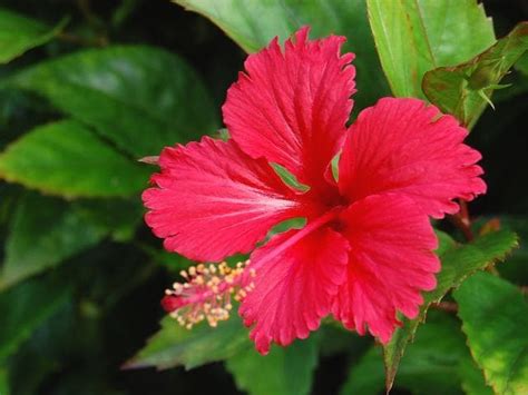 Bunga iris bisa ditanam dengan mudah seperti bunga lainnya. Cara Menanam Kembang Sepatu di Halaman Rumah Kamu ...